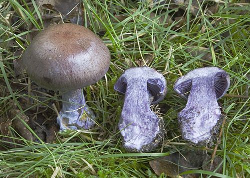 Cortinarius purpurascens
